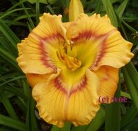 Hemerocallis Taglilie " WEB OF INTRIGUE " Stamile tolles Auge DF Köln - Merkenich Vorschau