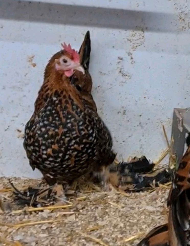 Ein Paar Hühner, geboren im Jahr 2023 in Dortmund