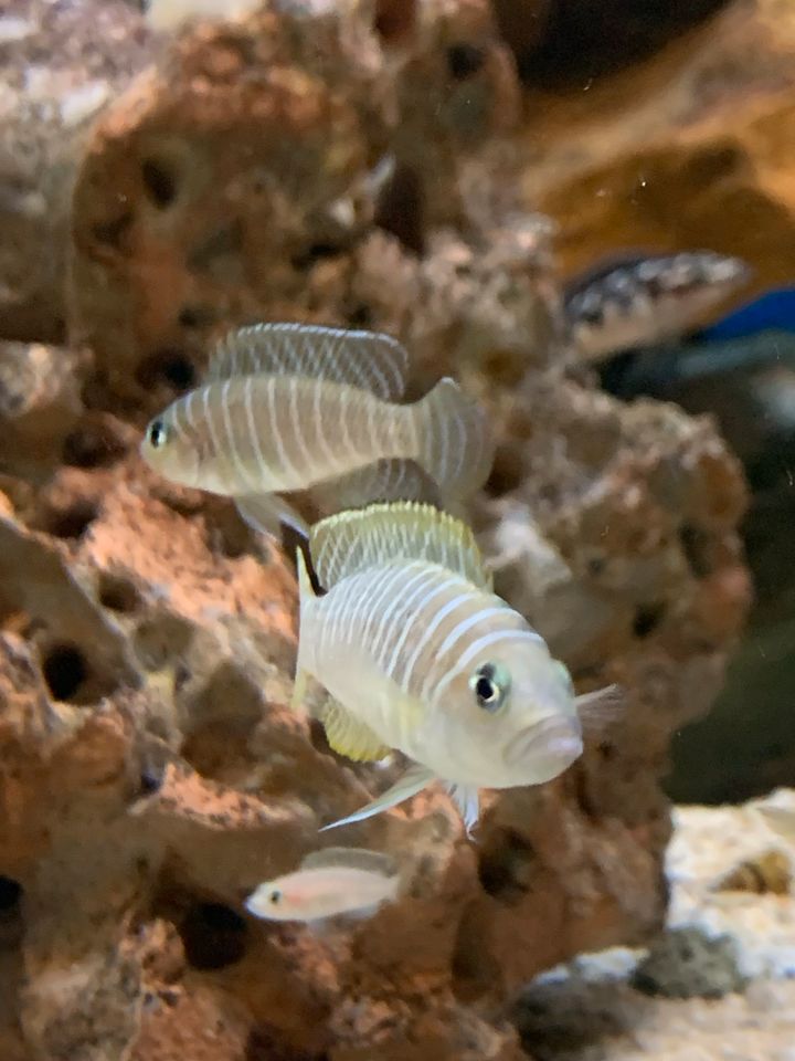 Neolamprologus Similis in Marl