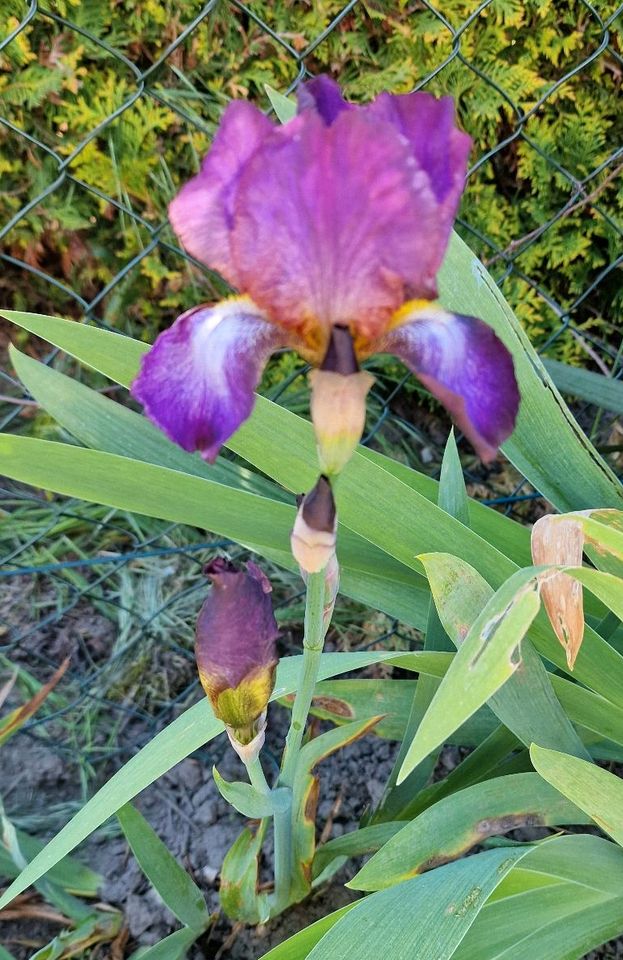 Violette Iris, mit weißer Zunge, Schwertlilie, winterhart in Delitzsch