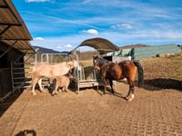 Offenstall für 3 Pferde/Pony Hessen - Söhrewald Vorschau