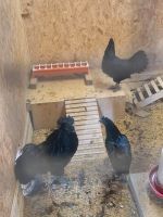 Hühner zu verkaufen Nordrhein-Westfalen - Winterberg Vorschau