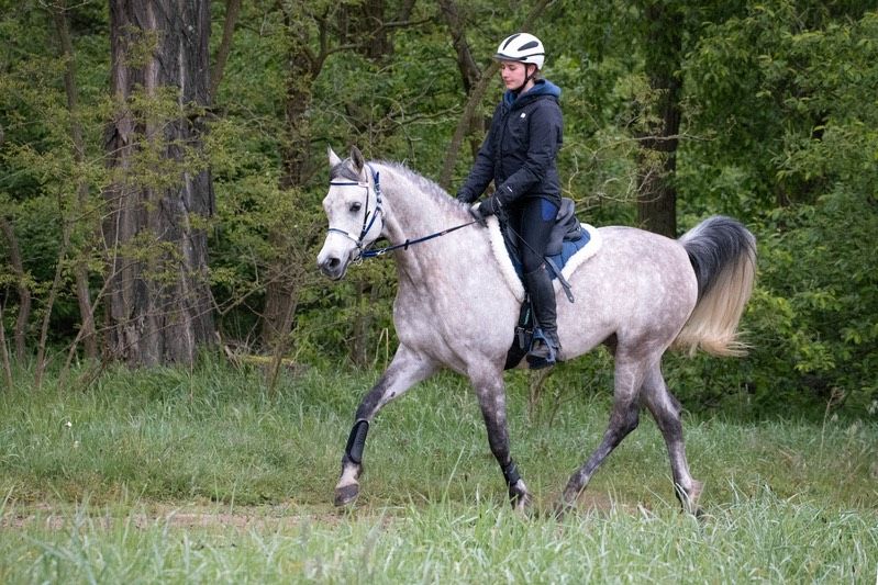 8 jähriger Vollblutaraber Wallach als Freizeitpferd abzugeben in Mandelbachtal