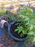 Täusche Tomatenpflanzen gegen Aubergine, paprika etc. Bayern - Ottenhofen Vorschau