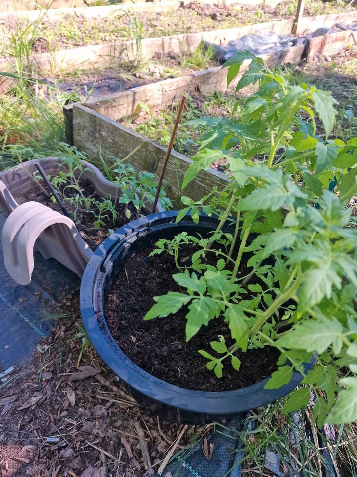 Täusche Tomatenpflanzen gegen Aubergine, paprika etc. in Ottenhofen