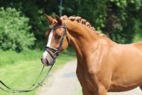 Bunte Endmaßponystute mit viel Potential Deutsches Reitpony Niedersachsen - Selsingen Vorschau