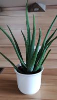 Aloe Vera verschiedene Größen mit Übertopf Bayern - Lauf a.d. Pegnitz Vorschau