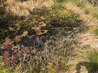 Teichpflanzen ab 27.05.2024 abzugeben Niedersachsen - Gronau (Leine) Vorschau