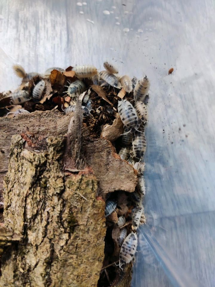 50 St. Porcellio laevis Panda Asseln Flinke Kellerassel in Frankfurt am Main