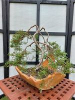 Bonsai Wacholder Niedersachsen - Leer (Ostfriesland) Vorschau