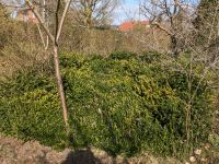 Buchsbaum zum selber schneiden zu verschenken Mecklenburg-Vorpommern - Teschendorf Vorschau