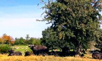 Weibl. Wssserbüffel zu verkaufen Schleswig-Holstein - Tröndel Vorschau