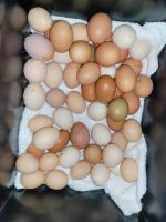 Eier von glücklichen Hühnern Baden-Württemberg - Wittnau Vorschau
