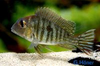 Geophagus megasema „Tapajos Red Head“ / Rotkopf-Erdfresser Nordrhein-Westfalen - Löhne Vorschau