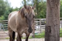 Pflege-und Reitbeteiligung auf privatem Hof, Zeit mit Pferden Sachsen-Anhalt - Wettin-Löbejün Vorschau