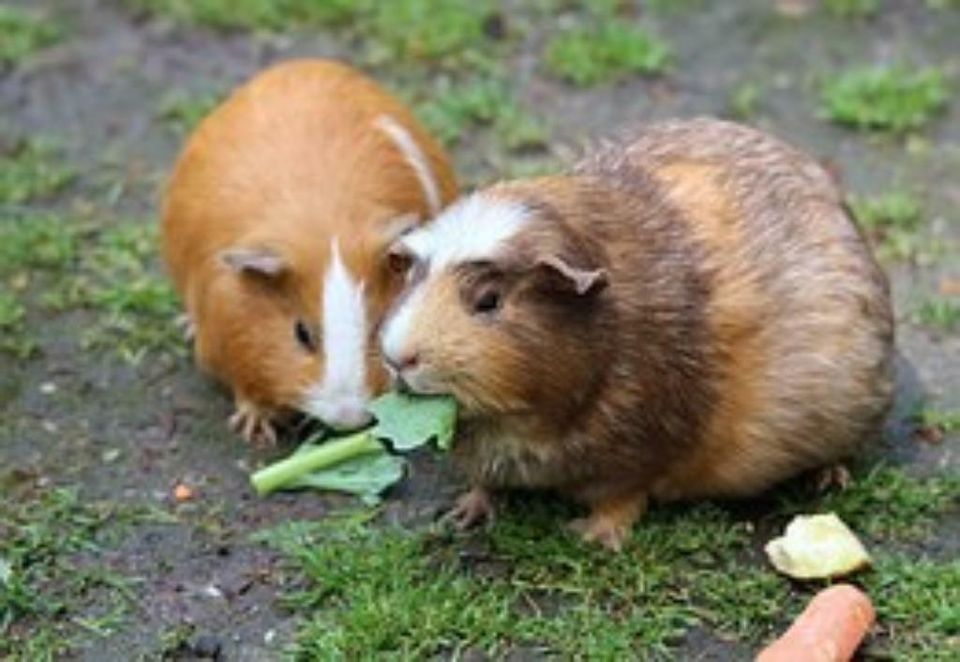 Haus - und Tierbetreuung, Katzensitter, Hundesitter, Haussitter in Remscheid