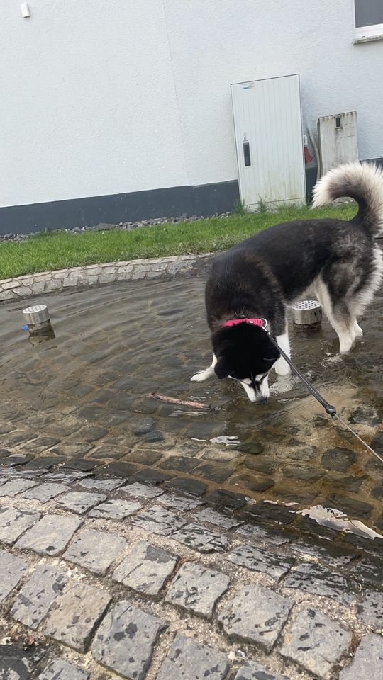 Siberian Husky in Bad Endbach