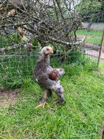 Junger Brahma Hahn (große Rasse) geschlüpft am 02./03.02.24 Baden-Württemberg - Pfinztal Vorschau