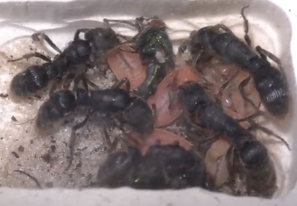 Ameisenkolonie Pseudoneoponera rufipes in Mönchengladbach