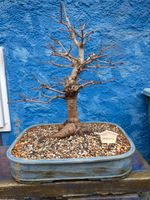 BONSAI - Feldahorn 60 cm hoch Alter ca.32 Jahre Bayern - Baunach Vorschau