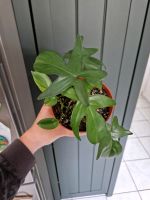 Philodendron Pedatum Dortmund - Innenstadt-Ost Vorschau