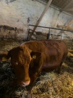 Angus Kuh tragend Rind Rinder Niedersachsen - Duingen Vorschau