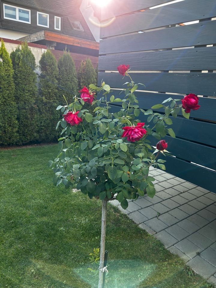 Rosenstamm rote Rosen in Reutlingen