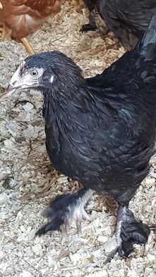 Hühner: Blumenhühner und französische Marans zu verkaufen in Auetal