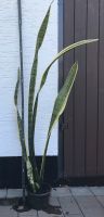 Bogenhanf - Sansevieria Thüringen - Leinefelde Vorschau