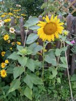 BLUMENSAMEN: ZWERG-SONNENBLUME KLEINBLEIBENDE SONNENBLUME Sachsen-Anhalt - Lutherstadt Wittenberg Vorschau