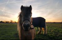 Shetland Pony Nordrhein-Westfalen - Ennigerloh Vorschau