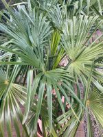 Palmen Trachycarpus fortunei Baden-Württemberg - Bühl Vorschau