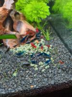 Blue Diamond / Bloody Marry Garnele - Neocaridina davidi Nordrhein-Westfalen - Baesweiler Vorschau