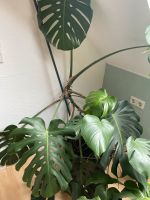 Monstera deliciosa große Pflanze 40 cm Topf Nordrhein-Westfalen - Gummersbach Vorschau