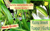 ♥ Mini Salat Snack Gurke Samen Rarität Alte Sorte Garten Gemüse Eimsbüttel - Hamburg Schnelsen Vorschau