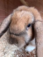 Kaninchen Zwerg Widder Weibchen Rheinland-Pfalz - Selters Vorschau