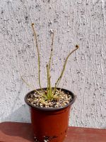 Drosera filliformis - Fadenförmiger Sonnentau - Fleischfresser Nordrhein-Westfalen - Soest Vorschau