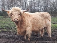 Bio Bulle  Zuchtbulle Highland Nordfriesland - Oster-Ohrstedt Vorschau