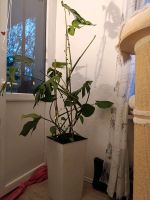 Zimmerpflanze Geschenk Deko mit Lichterkette Berlin - Charlottenburg Vorschau
