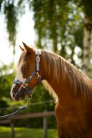 Ausnahme Hengst 2 Jahre Quarter Pony Sonderfarbe Kinderpony Hessen - Ronshausen Vorschau