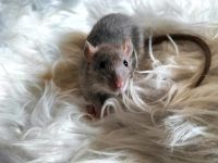Drei Ratten Weibchen Jungtiere Nordrhein-Westfalen - Marl Vorschau
