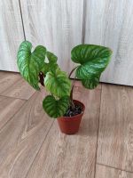 Philodendron Mamei Bayern - Ansbach Vorschau