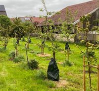Bewässerung Baum Wassersack 11 Stück Trockenheit und Klimawand Bayern - Werneck Vorschau