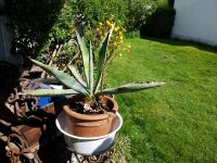 35 cm grosse AGAVE mit Ableger München - Bogenhausen Vorschau