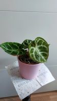 Anthurium Silver Blush Rostock - Reutershagen Vorschau