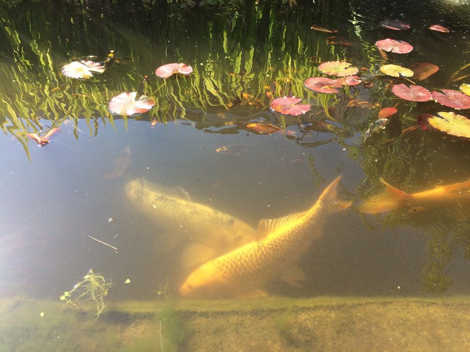 Koi teichfische in Mainz