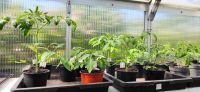 Tomatenpflanzen verschiedene Sorten Niedersachsen - Salzgitter Vorschau
