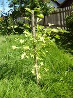 Schöner Ginkgobaum 70 cm Älteste Baumart Bayern - Oberammergau Vorschau