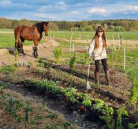 Gemüse Kiste / Gemüse Abo / Solawi Mitglied werden Niedersachsen - Neu Wulmstorf Vorschau