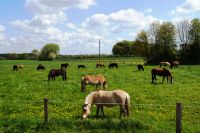 Stallplatz Pferdestall Stall frei Nordrhein-Westfalen - Havixbeck Vorschau